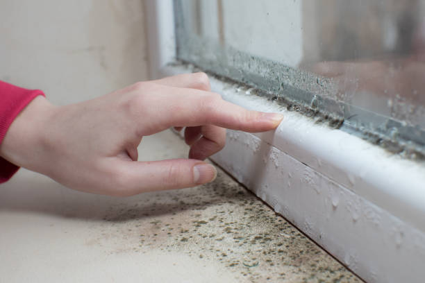 Fernandina Beach, FL Mold Removal Company
